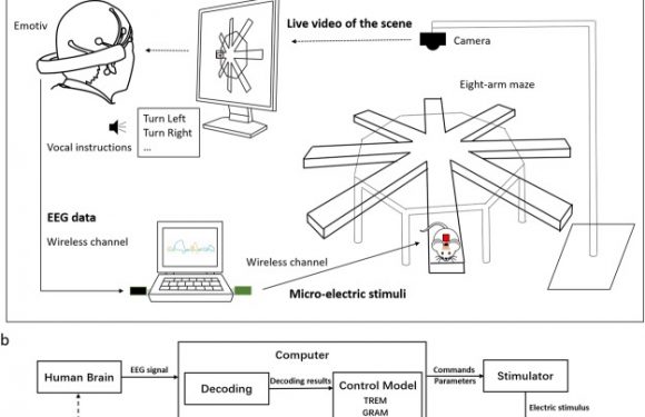 Ce « rat cyborg » a été dirigé par un humain grâce à un implant dans son cerveau
