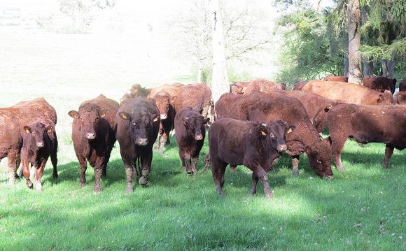 Antennes relais, veaux, vaches, cochons, couvées… et lapins !