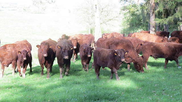 Antennes relais, veaux, vaches, cochons, couvées… et lapins !