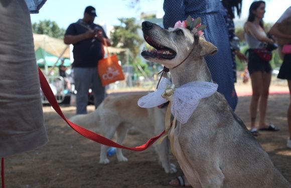 Israël: une entreprise forme des chiens pour détecter les signes de cancer