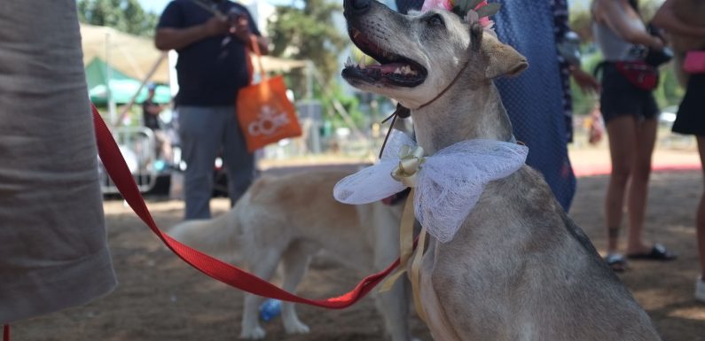 Israël: une entreprise forme des chiens pour détecter les signes de cancer