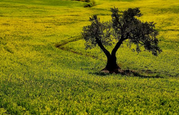 Psychoterratica is the trauma caused by distance from nature