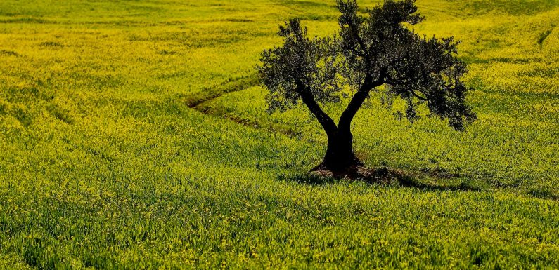 Psychoterratica is the trauma caused by distance from nature