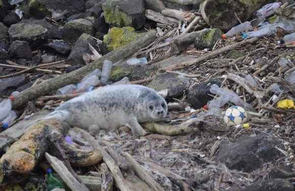 UK ocean plastic pollution crisis: Every seal, dolphin and whale washed up on British shores had plastic in their stomachs, report says