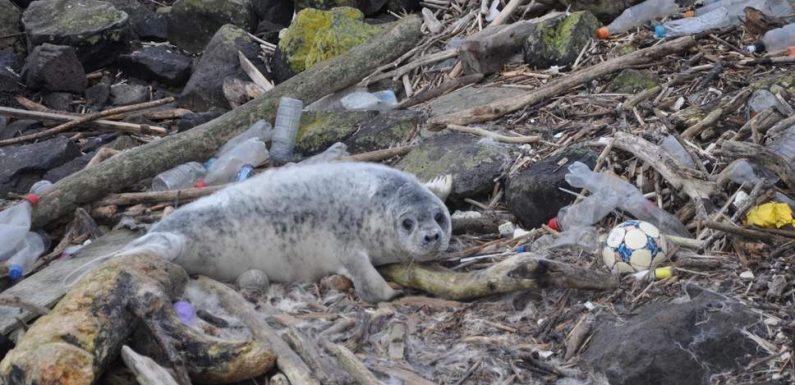 UK ocean plastic pollution crisis: Every seal, dolphin and whale washed up on British shores had plastic in their stomachs, report says