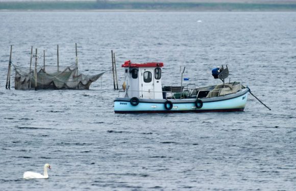 Moins d’un poisson sur deux est pêché de façon durable