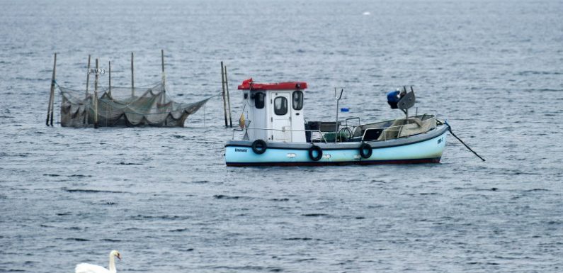 Moins d’un poisson sur deux est pêché de façon durable