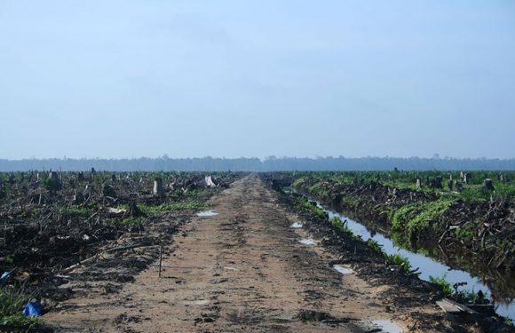 Les Français sont en train de gagner la guerre contre l’huile de palme… et Nutella de la perdre