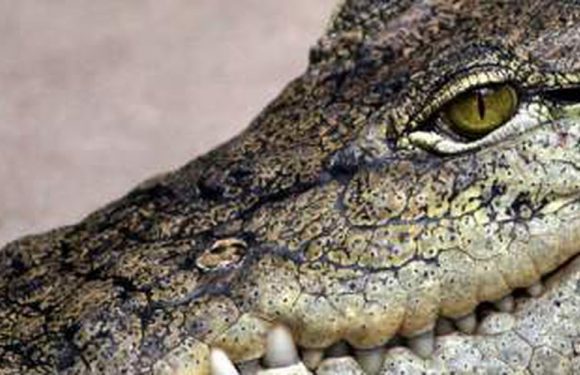 Australie : des crocodiles aperçus dans les rues après des pluies diluviennes