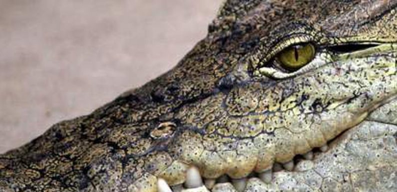 Australie : des crocodiles aperçus dans les rues après des pluies diluviennes