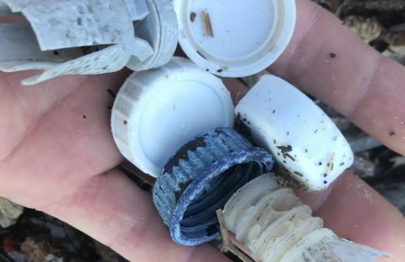 Des chercheurs découvrent des microplastiques dans les entrailles des océans