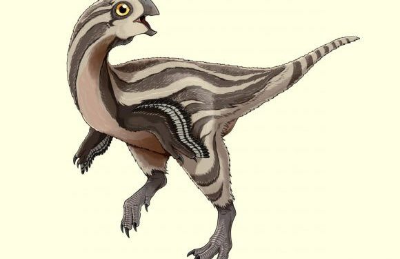 Découverte d’un nouveau raptor en Mongolie