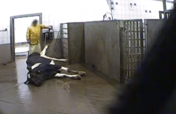 La Pologne a exporté de la viande de boeuf malade vers dix pays, dont la France