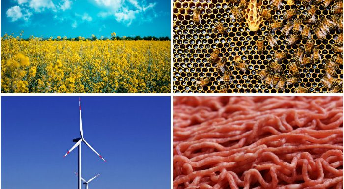 Éolienne, ruche, biocarburant… La face cachée des solutions censées sauver la planète