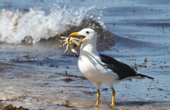 La pêche industrielle pourrait conduire à l’extinction de l’albatros