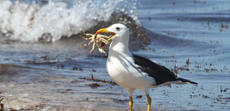 La pêche industrielle pourrait conduire à l’extinction de l’albatros