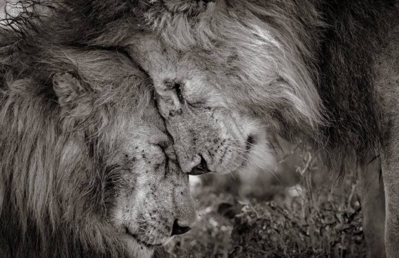 Le gagnant du vote du public du Wildlife Photographer of the Year dévoilé