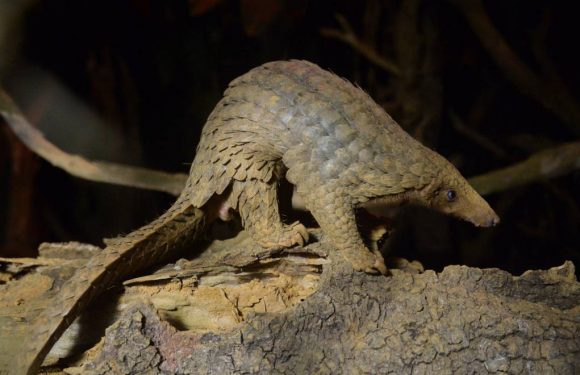Le zoo de Chester diffuse de rares images de pangolins géants
