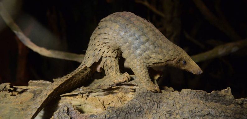 Le zoo de Chester diffuse de rares images de pangolins géants