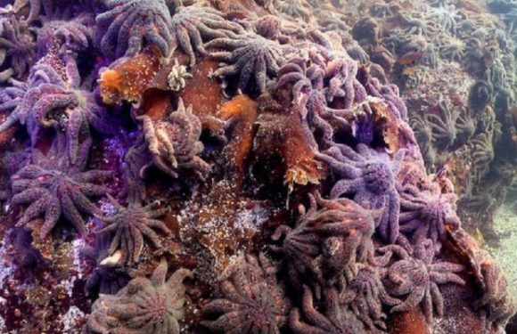 Une violente maladie sous-marine entraîne la disparition massive des étoiles de mer