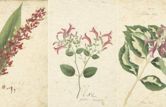 Oublié depuis deux siècles, ce magnifique manuscrit de botanique est désormais disponible en ligne