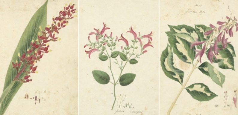 Oublié depuis deux siècles, ce magnifique manuscrit de botanique est désormais disponible en ligne