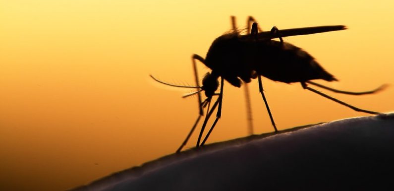 Un médicament qui ferait croire aux moustiques qu’ils n’ont plus besoin de piquer