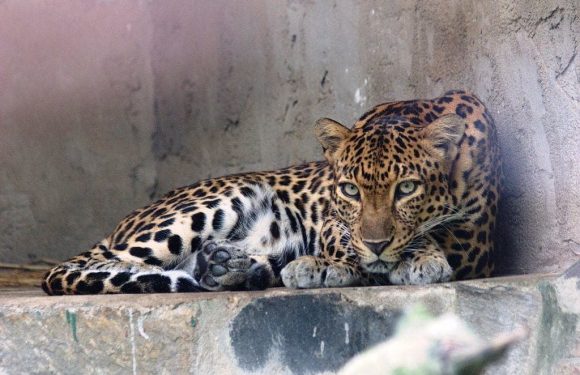 Cambodge : les léopards d’Indochine en voie de disparition