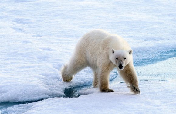 « Réfugiés climatiques », des ours polaires ont envahi un archipel russe pour survivre