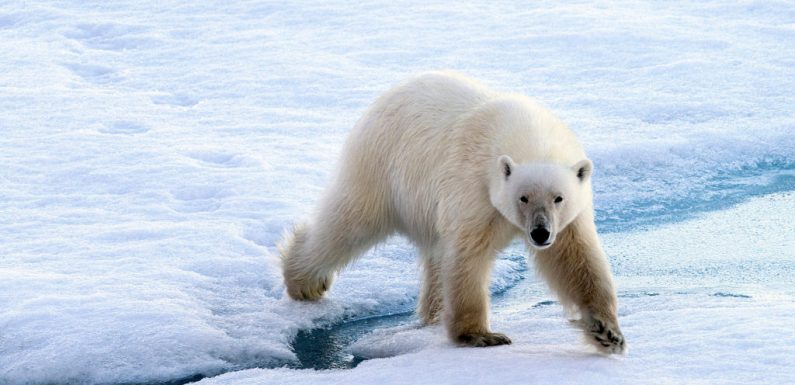 « Réfugiés climatiques », des ours polaires ont envahi un archipel russe pour survivre