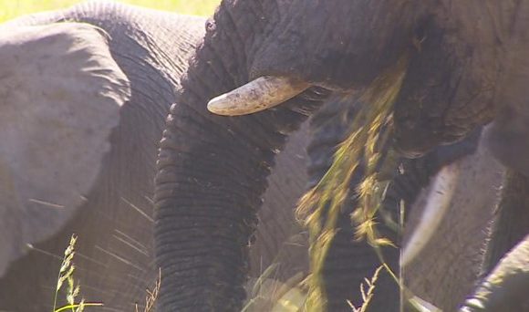 La reine chinoise du trafic d’ivoire emprisonnée en Tanzanie