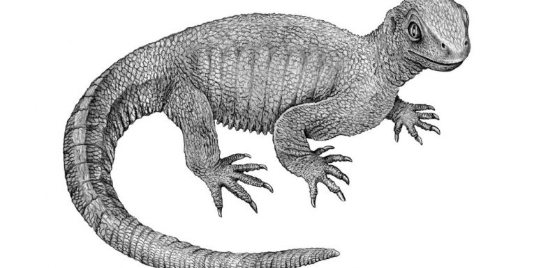 Le cancer faisait déjà des ravages à l’époque des dinosaures