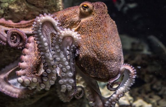 Nocif pour la planète et extrêmement cruel, l’élevage de poulpes s’intensifie dans le monde