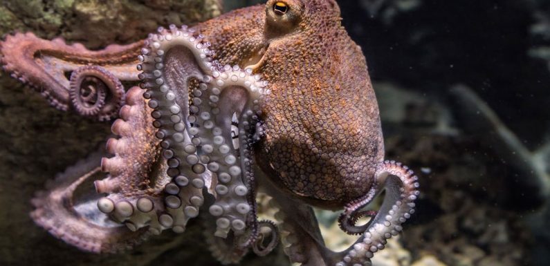 Nocif pour la planète et extrêmement cruel, l’élevage de poulpes s’intensifie dans le monde