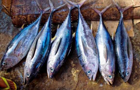 Quels produits de la mer peut-on manger sans nuire à la survie d’espèces ?