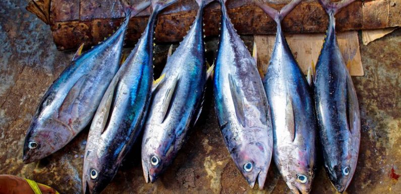 Quels produits de la mer peut-on manger sans nuire à la survie d’espèces ?