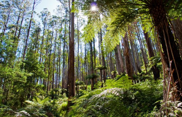 Reforestation : l&rsquo;Australie veut planter un milliard d&rsquo;arbres
