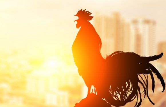 Roosters Have Special Ears So They Don’t Crow Themselves To Deaf