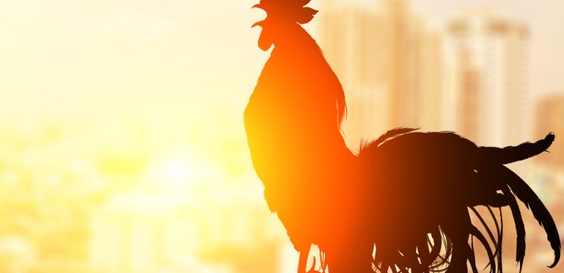 Roosters Have Special Ears So They Don’t Crow Themselves To Deaf