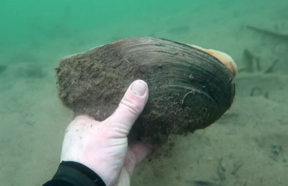 Des moules géantes venues de Chine envahissent les cours d’eau de l’Hérault