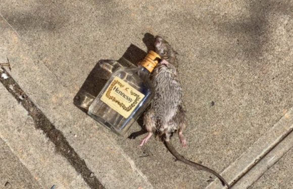 Rat lying next to an empty bottle of Hennessy goes viral as « just another day in New York City »