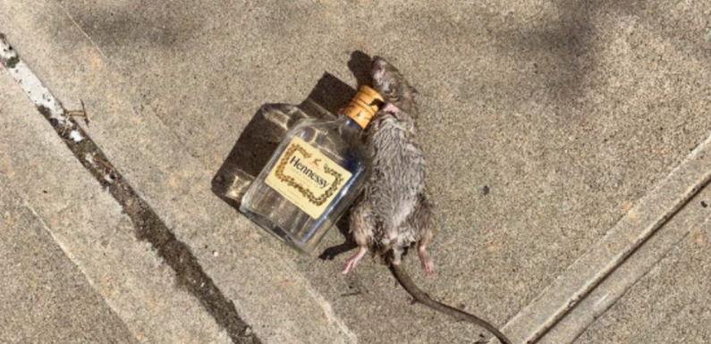 Rat lying next to an empty bottle of Hennessy goes viral as « just another day in New York City »