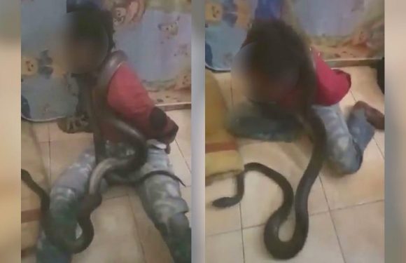 L’interrogatoire au serpent : une torture récurrente de la police indonésienne contre les Papous