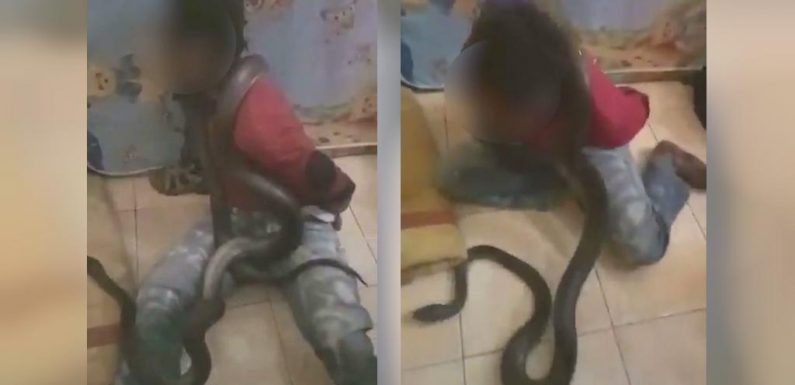 L’interrogatoire au serpent : une torture récurrente de la police indonésienne contre les Papous
