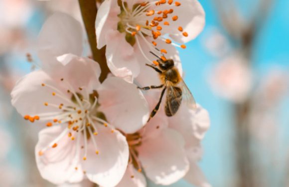 Pollinisation: une activité vitale qui reste le parent pauvre de la filière apicole