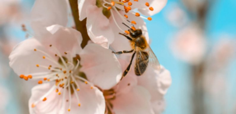 Pollinisation: une activité vitale qui reste le parent pauvre de la filière apicole