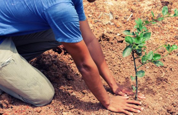 Belgique : un arbre sera planté pour chaque nouvelle naissance à Bruxelles