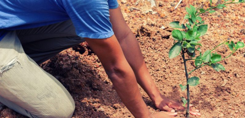 Belgique : un arbre sera planté pour chaque nouvelle naissance à Bruxelles