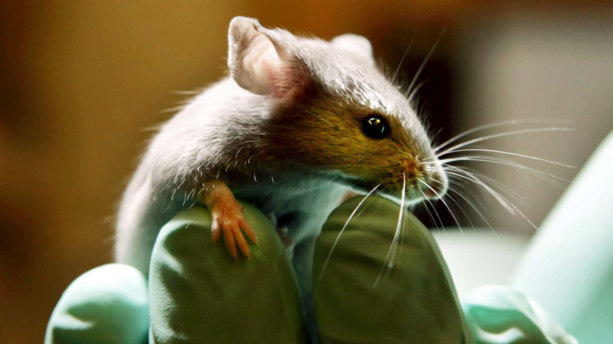 Surdité : des scientifiques français sont parvenus à la soigner chez des souris, une première mondiale