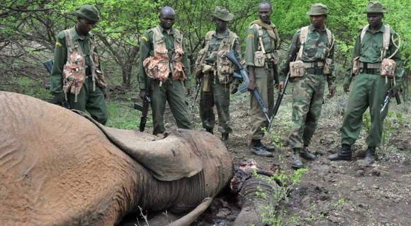 En Tanzanie, ce chef de village s’est fait décapiter pour avoir protégé des animaux contre des braconniers